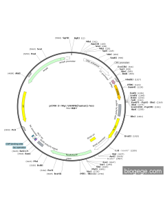 pCMV-3×Myc-VAMP8(human)-Neo