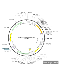 pCMV-Rac1(human)-3×Myc-Neo
