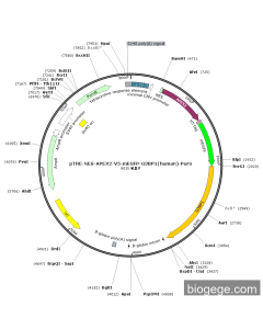 pTRE-NES-APEX2-V5-mEGFP-G3BP1(human)-Puro