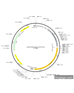 pCMV-ERAV(virus)-5UTR-Fluc
