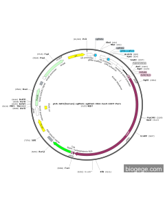pU6-JAK2(human)-sgRNA1-sgRNA2-CBH-Cas9-EGFP-Puro