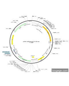pCMV-Cd5l(mouse)-8×His-Neo