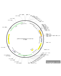 pCMV-CCL24(human)-3×FLAG-Neo