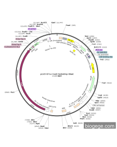 pLV3-EF1a-Cas9-TwinStrep-Blast