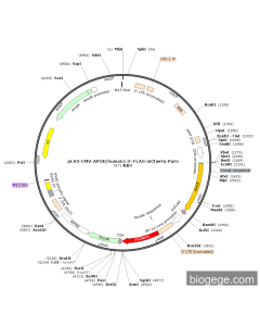 pLV3-CMV-APOE(human)-3×FLAG-mCherry-Puro