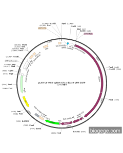 pLV3-U6-MCS-sgRNA-EF1a-dCas9-VPR-EGFP