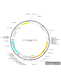 pITGA1(human)-Fluc-TK-Rluc