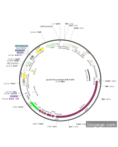 pLV3-EF1a-dCas9-VPR-EGFP