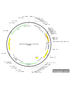 pCMV-PLA2G5(human)-3×FLAG-Neo