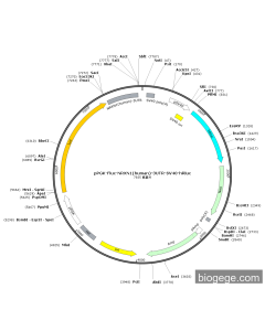 pPGK-Fluc-NRXN1(human)-3UTR-SV40-hRluc
