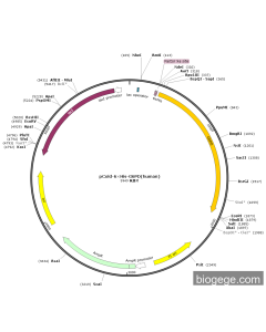 pCold-6×His-G6PD(human)
