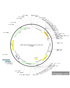 pCMV-anti-CEA(mouse)-VH-3×FLAG-Neo