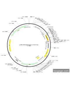 pCMV-APOC3(human)-3×FLAG-Neo