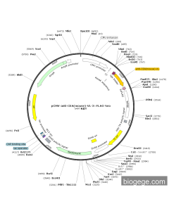 pCMV-anti-CEA(mouse)-VL-3×FLAG-Neo