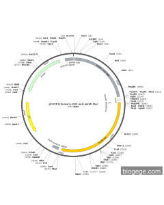 pFOXP1(human)-SNP-mut-miniP-Fluc