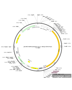 pECMV-HSPH1(human)-V5-2×Strep-SV40-Puro