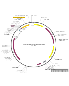 pT7-6×His-BRD4-BD1(human-opt-ecoli)