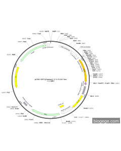 pCMV-ARTN(human)-2-3×FLAG-Neo