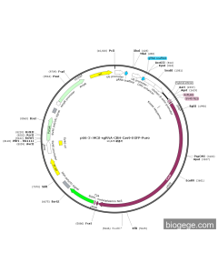 pU6-2×MCS-sgRNA-CBH-Cas9-EGFP-Puro