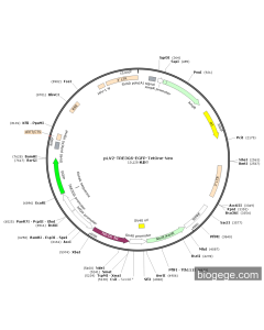 pLV2-TRE3GS-EGFP-TetOne-Neo