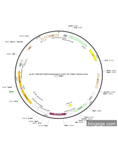 pLV2-TRE3GS-FBXO44(human)-FLAG-TR-TUBE-TetOne-Puro