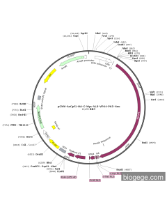 pCMV-AsCpf1-HA-C-Myc-NLS-VP64-P65-Neo
