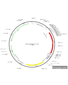 pIB-MCS-mCherry-V5-6×His