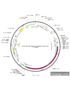 pLV3-U6-Usp10(mouse)-sgRNA3-Cas9-Puro