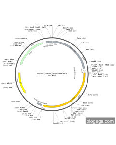 pFOXP1(human)-SNP-miniP-Fluc