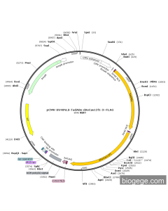 pCMV-SV40NLS-TadA8e-dAsCas12f1-3×FLAG