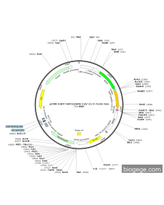 pCMV-EGFP-NSP1(SARS-CoV-2)-3×FLAG-Neo