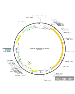 pCMV-HLTF(human)-8×His-Neo