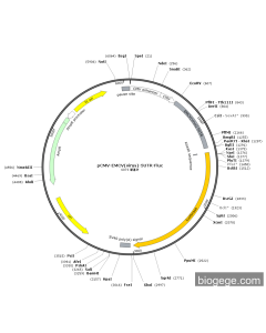pCMV-EMCV(virus)-5UTR-Fluc