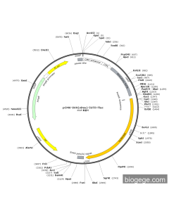 pCMV-SVV(virus)-5UTR-Fluc