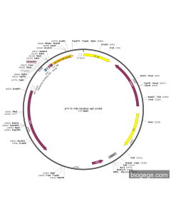 pT7-6×His-N(virus-opt-ecoli)