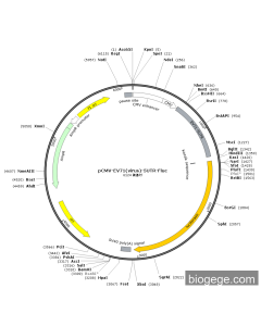 pCMV-EV71(virus)-5UTR-Fluc