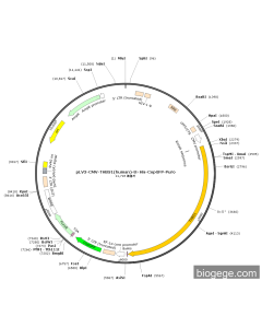 pLV3-CMV-THBS1(human)-8×His-CopGFP-Puro