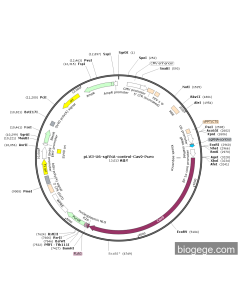 pLV3-U6-sgRNA-Control-Cas9-Puro
