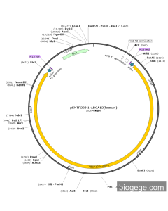 pENTR223.1-ABCA12(human)