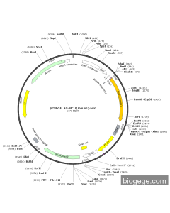 pCMV-FLAG-Mc1r(mouse)-Neo