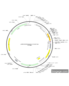 pCMV-DDT(human)-3×FLAG-Neo