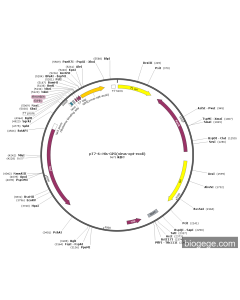 pT7-6×His-GP5(virus-opt-ecoli)