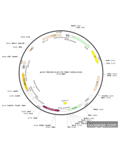 pLV2-TRE3GS-FLAG-TR-TUBE-TetOne-Puro