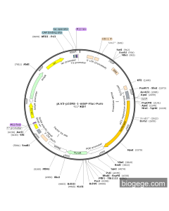 pLV3-p53RE-1-minP-Fluc-Puro