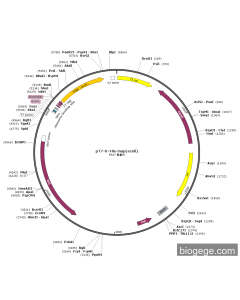 pT7-6×His-map(ecoli)