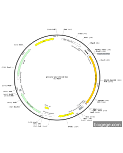pCI-anti-CD19 CAR-FLAG-Neo