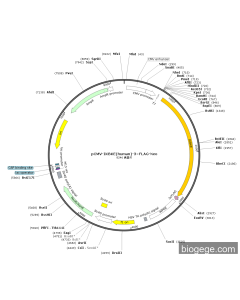 pCMV-IKBKE(human)-3×FLAG-Neo