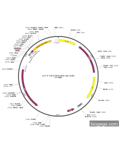 pT7-6×His-E183L(virus-opt-ecoli)