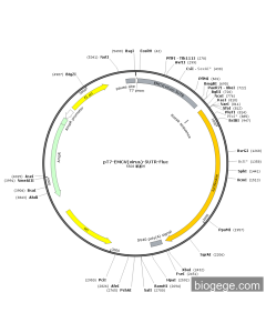 pT7-EMCV(virus)-5UTR-Fluc