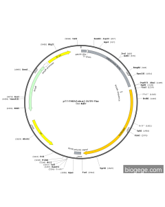 pT7-FMDV(virus)-5UTR-Fluc